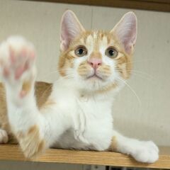 【ゆた】里親募集中