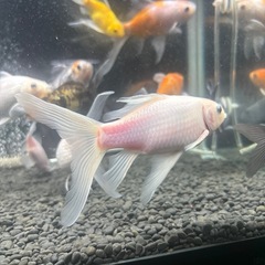 金魚　長物　コメットの画像