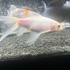 金魚　長物　コメットの画像