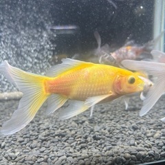 金魚　長物　コメットの画像