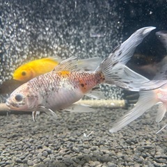 金魚　長物　朱文金の画像