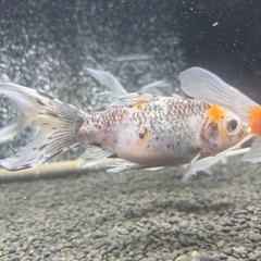 金魚　長物　朱文金の画像