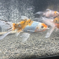 金魚　長物　朱文金の画像
