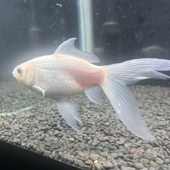 金魚　長物　コメットの画像