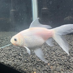 金魚　長物　コメットの画像