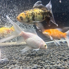 金魚　長物　コメットの画像