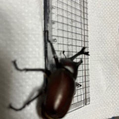 カブトムシの画像