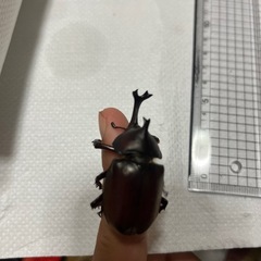 カブトムシの画像
