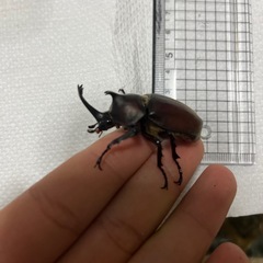カブトムシの画像