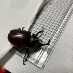 カブトムシの画像
