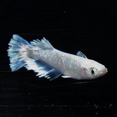 【メダカ】グラディオ 1ペアの画像