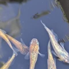 ヒミツヘイキ20匹の画像