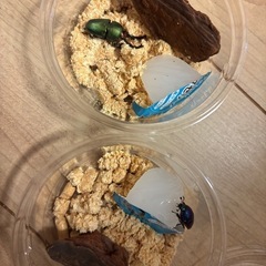 パプキン1ペア　の画像