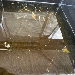 メダカ　幼魚まとめ売り　　ざっと30匹程度の画像