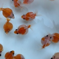 ピンポンパール
の画像