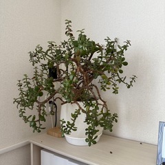 観葉植物　金のなる木
の画像