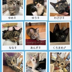 🩷ほごねこ譲渡会のご案内🩷