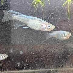 鰭長ミックスメダカの画像