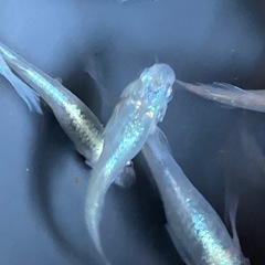 メダカ　月虹　10匹の画像