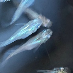 メダカ　月虹　10匹の画像