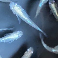 メダカ　月虹　10匹の画像