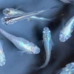メダカ　月虹　10匹の画像