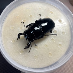 商談中　タランドゥス　ペア① の画像