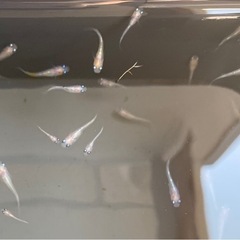 若魚　レッドクリフ紅白の選別漏れ　50匹　白系 の画像