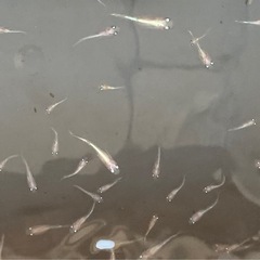 若魚　レッドクリフ紅白の選別漏れ　50匹　白系 の画像