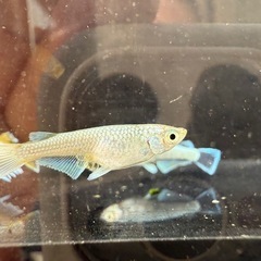 🐟飛輪の画像