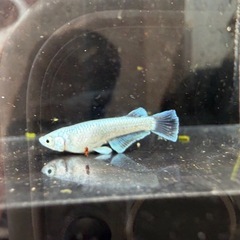 🐟飛輪の画像