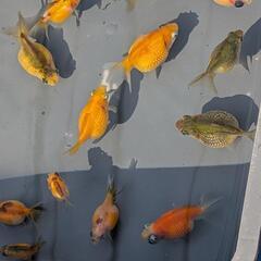 ピンポンパール当歳魚の画像