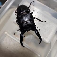 パラワンオオヒラタクワガタ♂️107mm♀️フリーサイズの画像