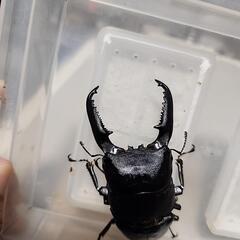 パラワンオオヒラタクワガタ♂️107mm♀️フリーサイズの画像
