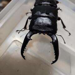 パラワンオオヒラタクワガタ♂️107mm♀️フリーサイズの画像