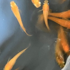 メダカ　紅帝　10匹の画像