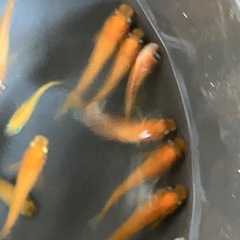 メダカ　紅帝　10匹の画像