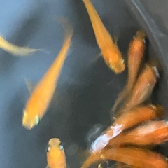メダカ　紅帝　10匹の画像