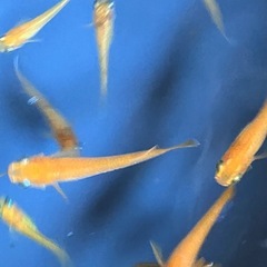 メダカ　紅帝　10匹の画像