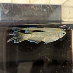 🐟スコールの画像