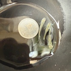 🐟スコールの画像