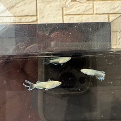 🐟スコールの画像