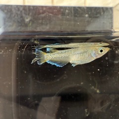 🐟スコールの画像