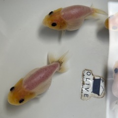 (金魚)らんちゅう  4匹の値段の画像