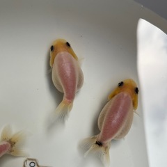 (金魚)らんちゅう  4匹の値段の画像