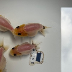(金魚)らんちゅう  4匹の値段の画像
