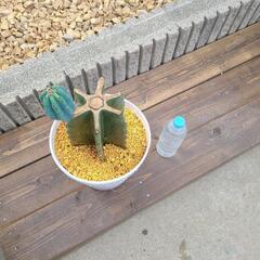 柱サボテン　ブランチ　極太　刺無し　陶器鉢の画像