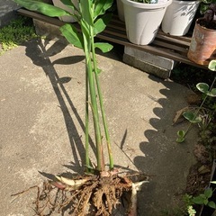 ミョウガの苗　2本の画像
