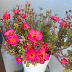 差し上げます！お花ニ鉢の画像