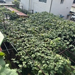 宇都宮住宅街で栽培!甘いぶどうシナノスマイルの画像